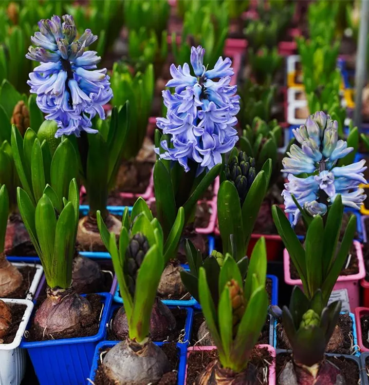 Hyacinthus orientalis