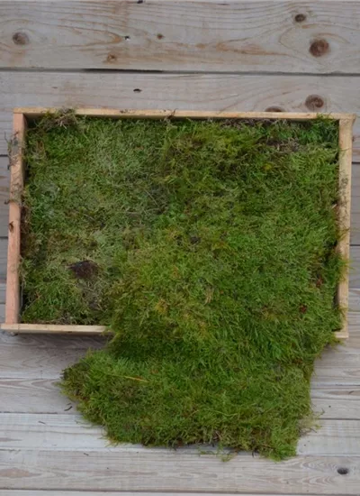 Moss 