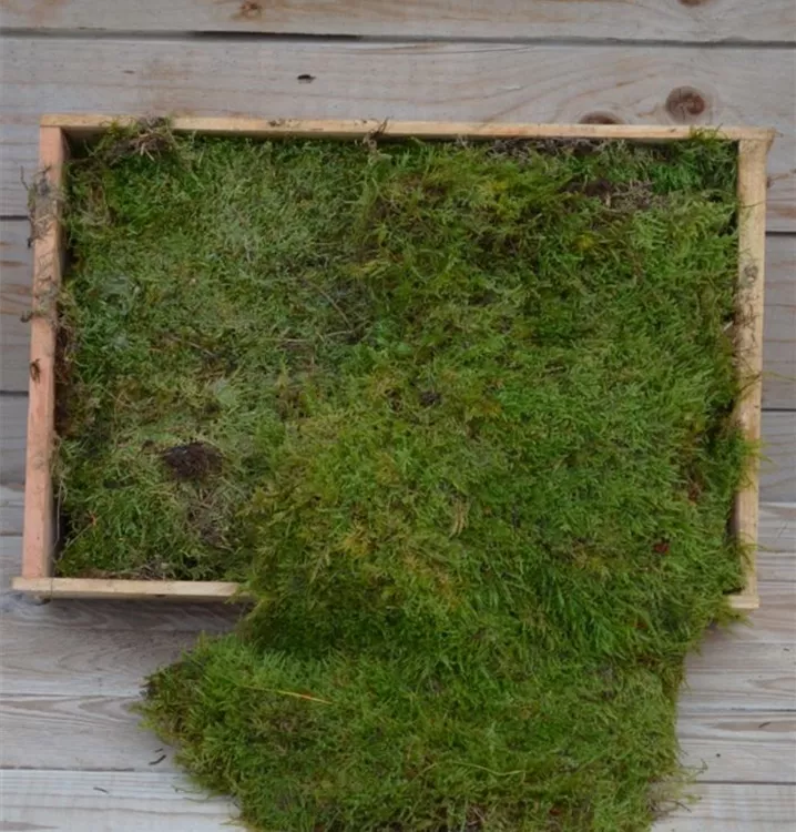 Plagiothecium Lappen Moss
