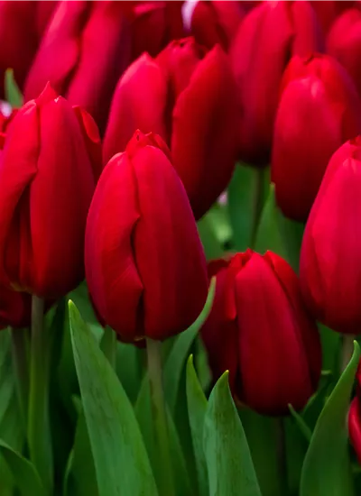 Tulpen