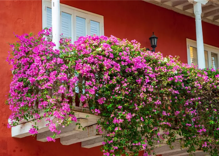 Beet- & Balkonpflanzen