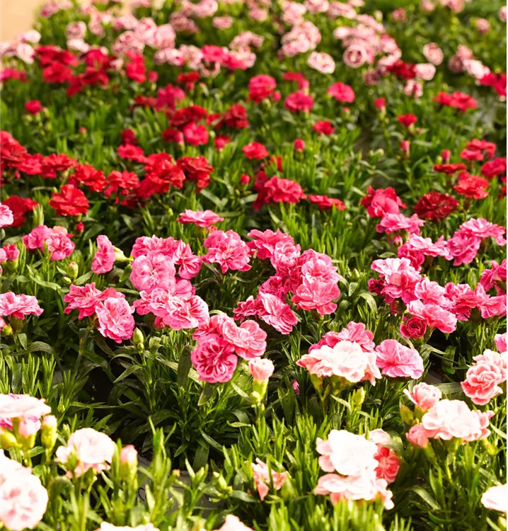 Dianthus