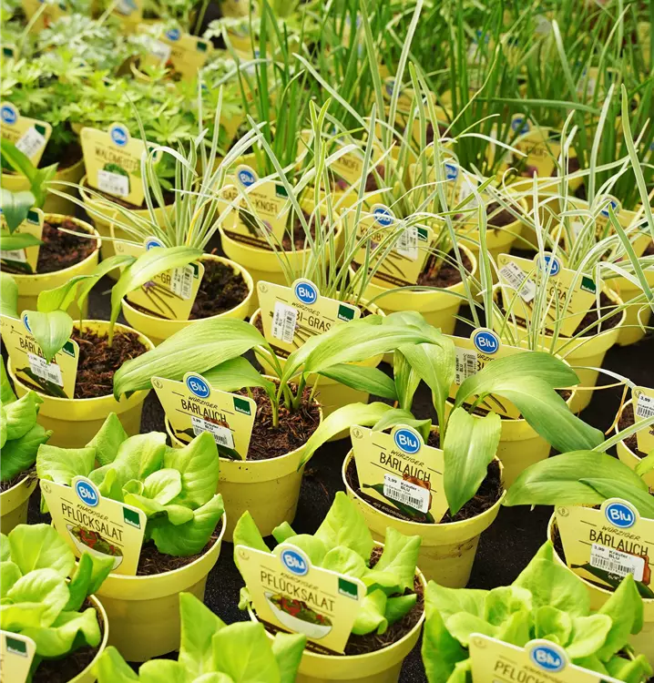 exotische Kräuterspezialitäten