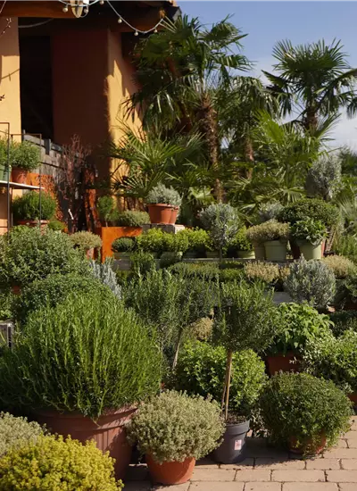 Riesiger Kräutergenuss