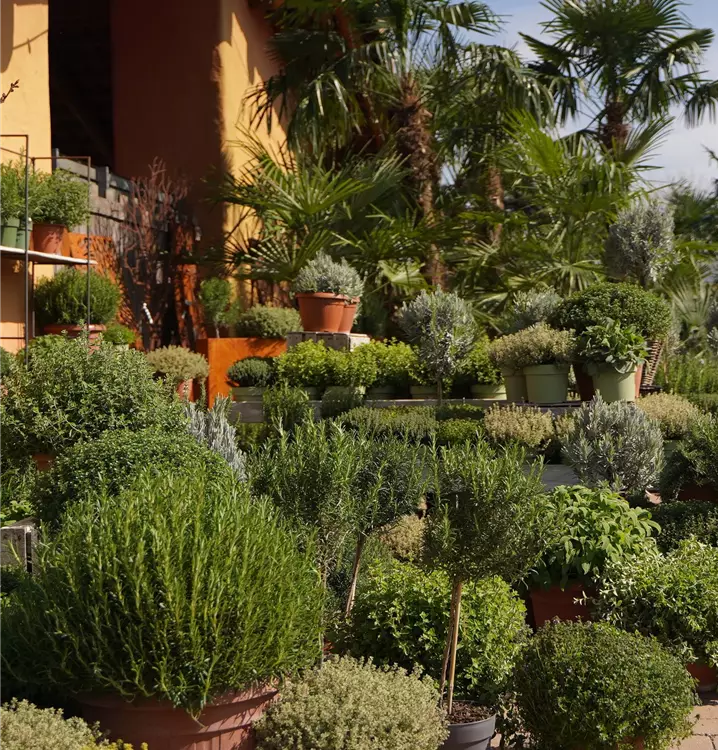 italienische Kräuter 