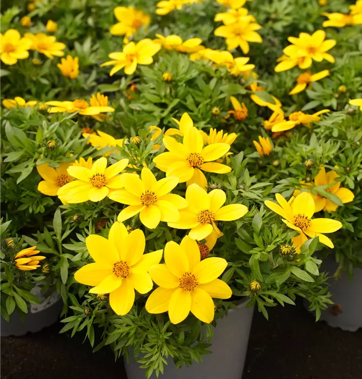 Bidens ferulifolia