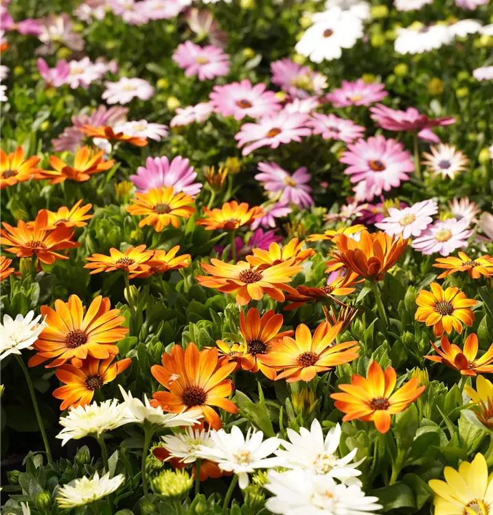 Osteospermum ecklonis