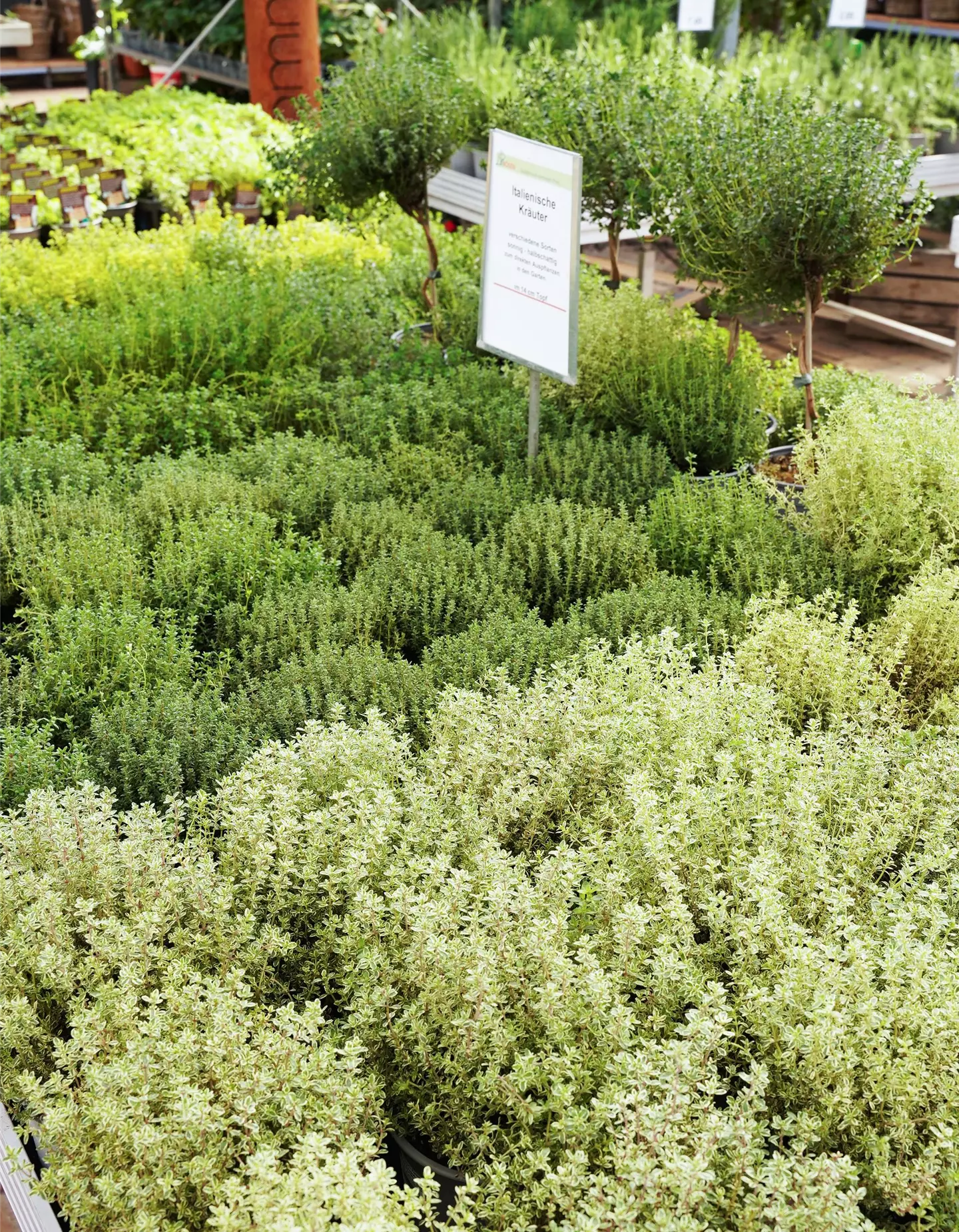 Kräuter Italienische