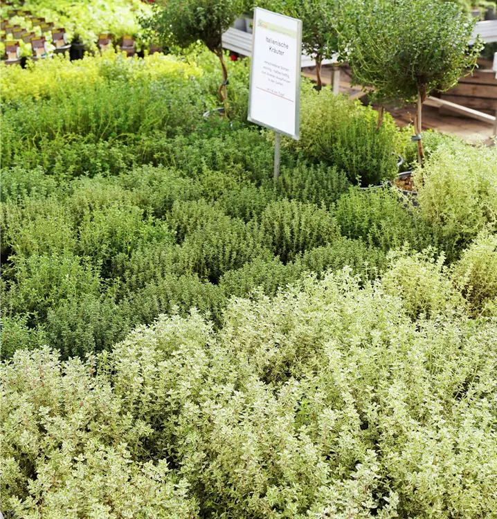 Thymian gelb, Currykraut, Lavendel, Rosmarin hängend