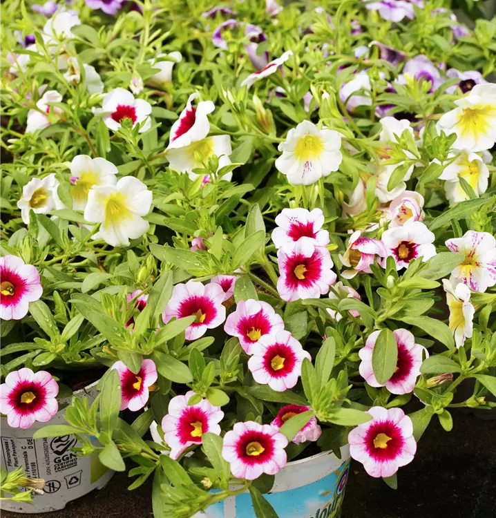 Calibrachoa