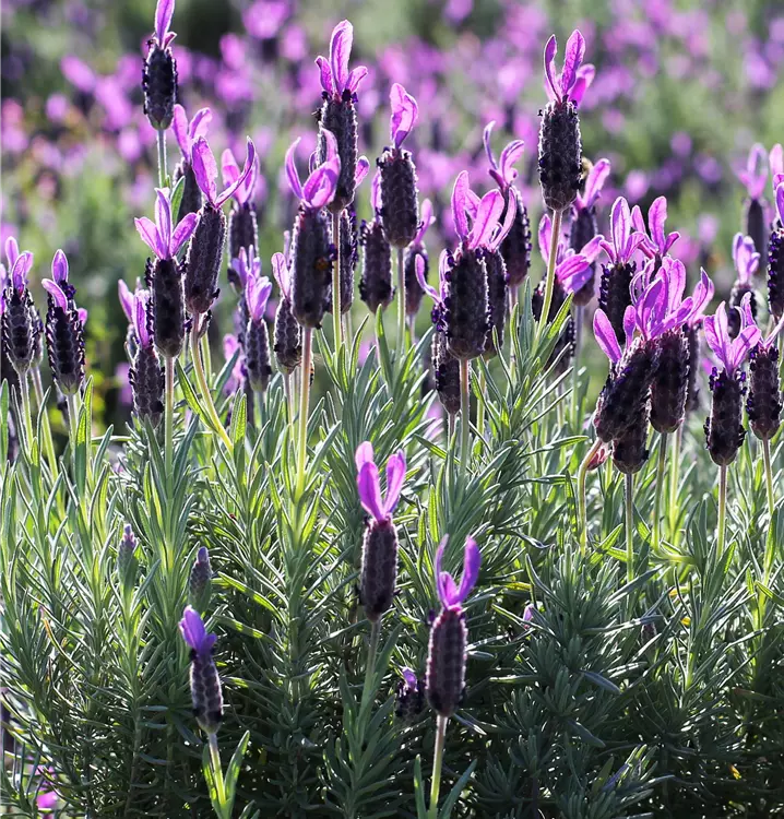 Lavandula stoechas