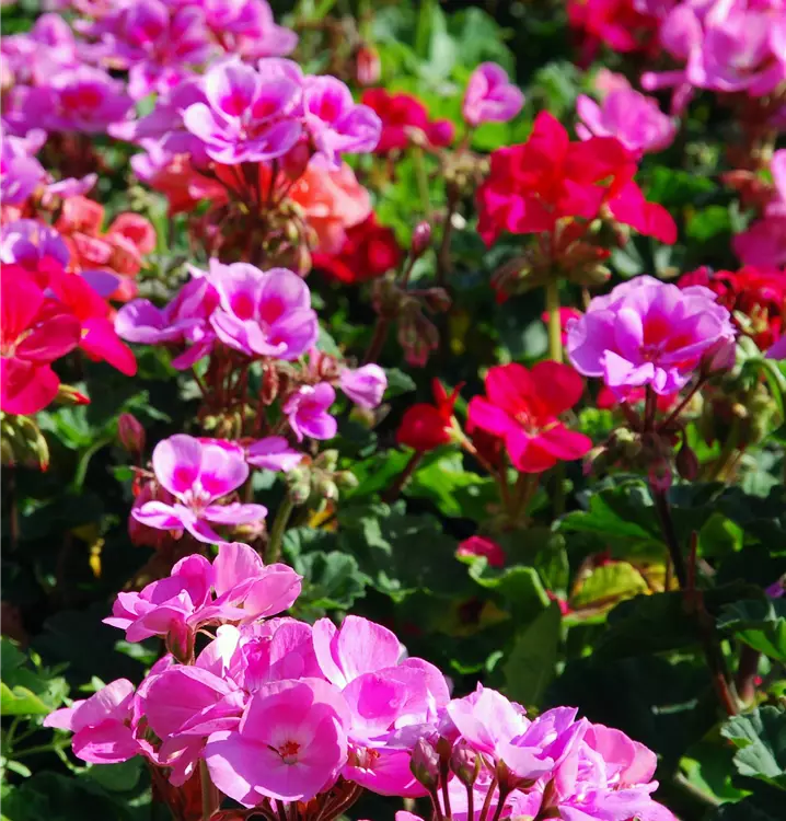 Pelargonie