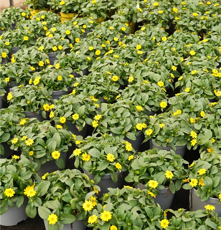 Sanvitalia procumbens