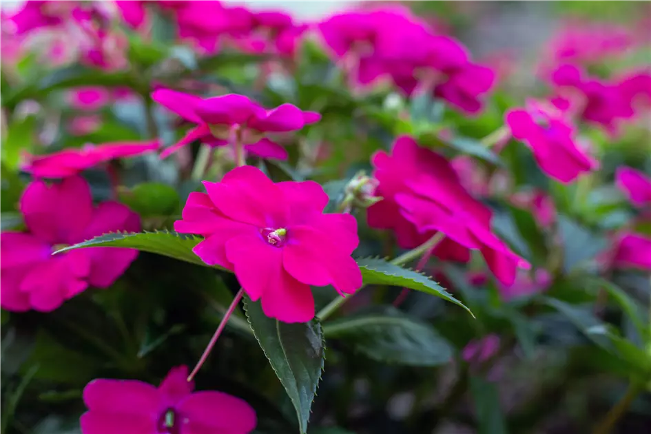 gaura düngen Sommerstaude Prachtkerze Gaura