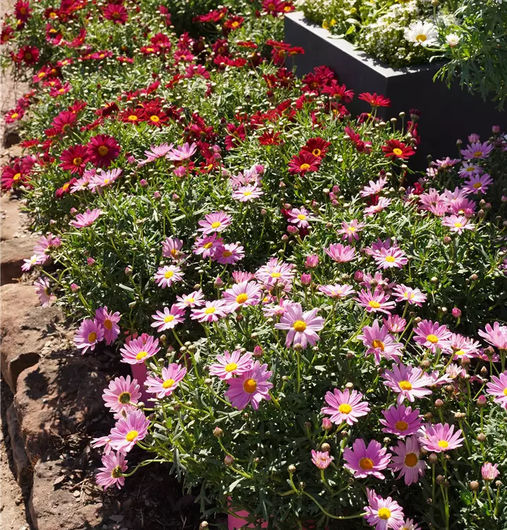 Leucanthemum