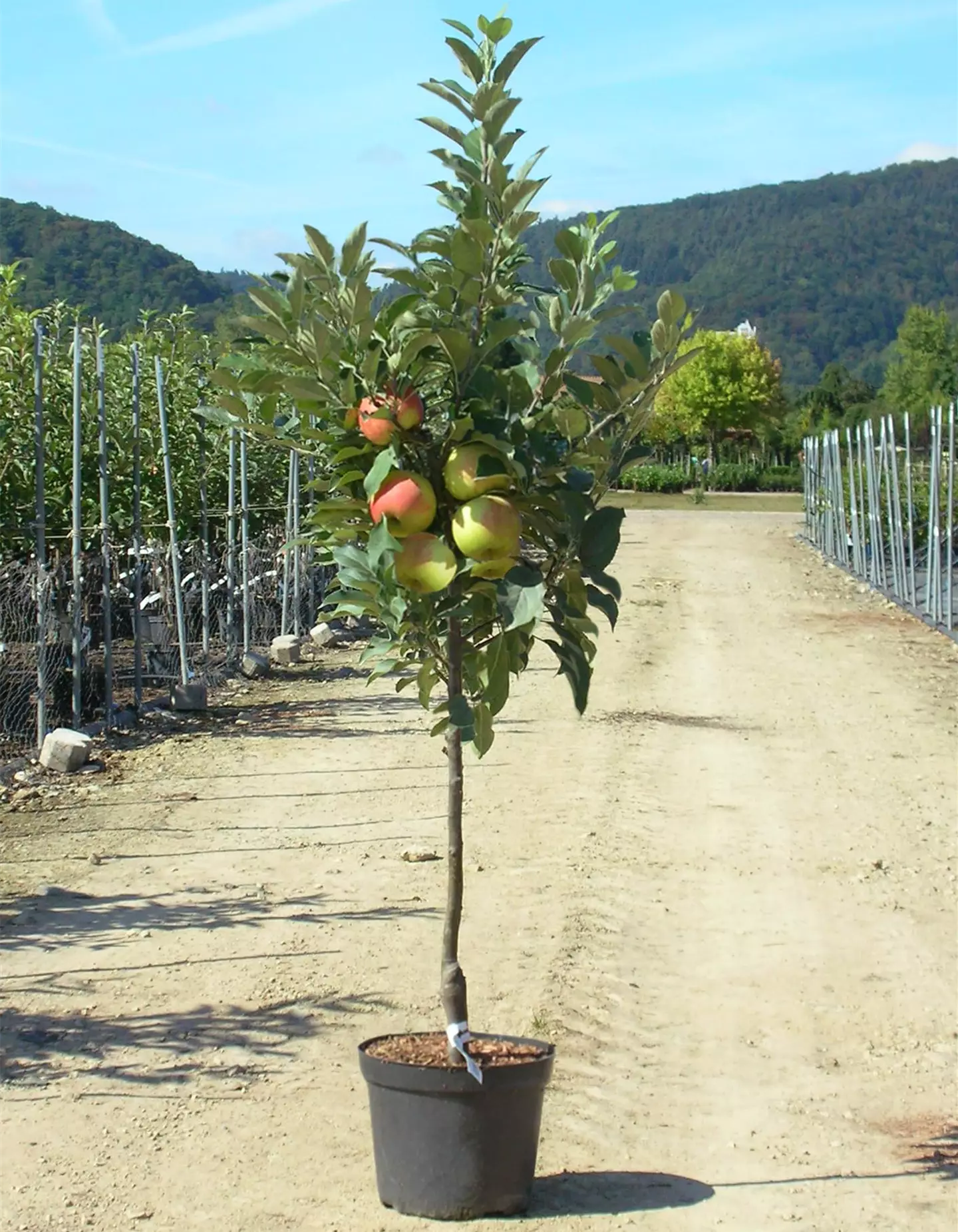 Obstbäume - z.B. Apfel, Kirsche, Birne