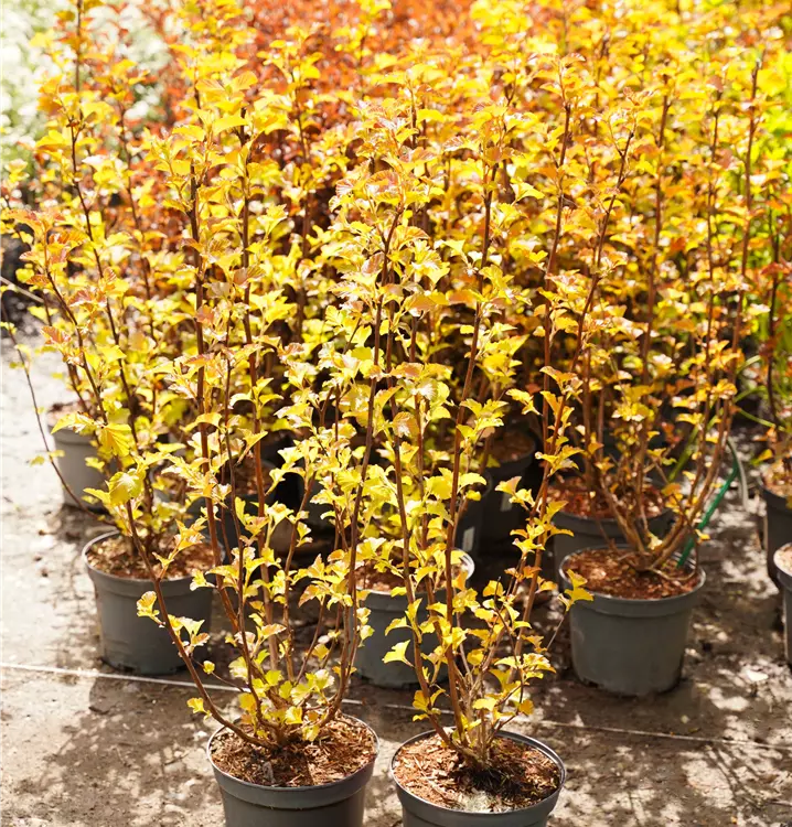 Physocarpus opulifolius 'Amber Jubilee'