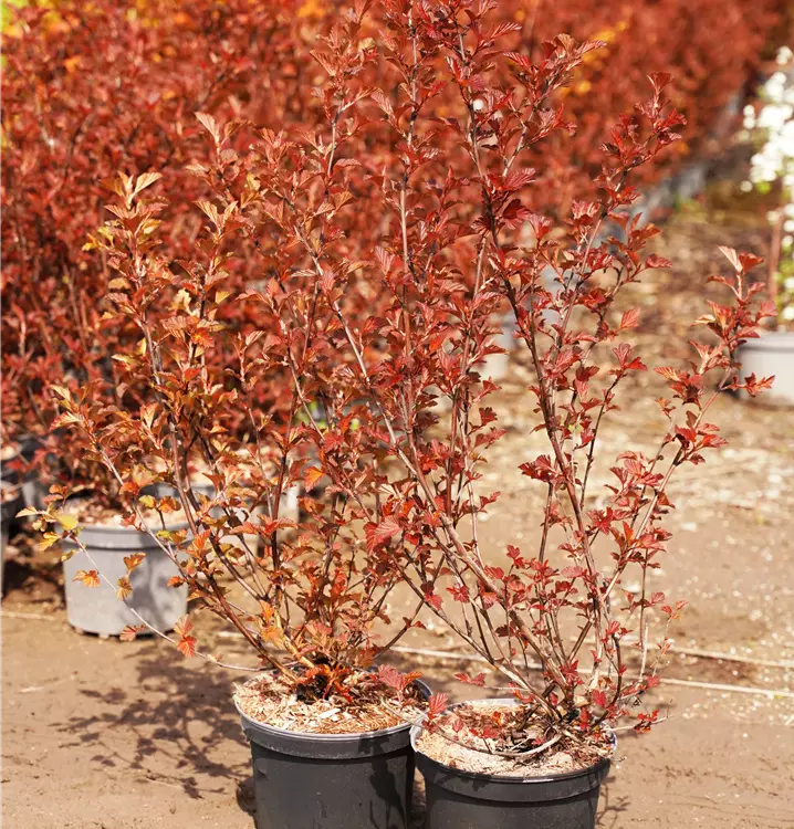 Physocarpus opulifolius 'Lady in Red'