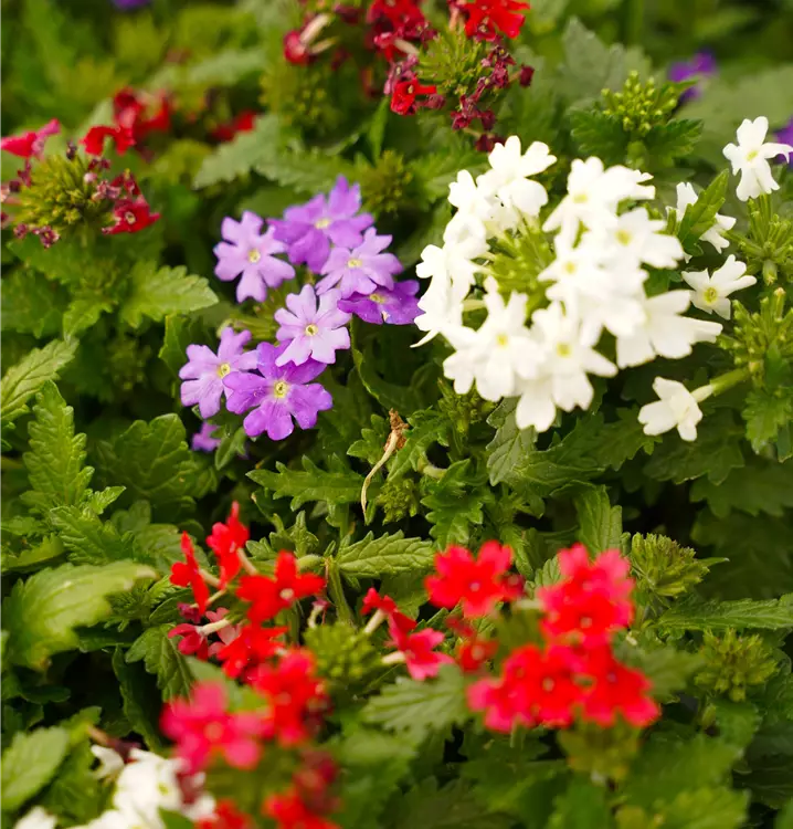 Lobelia, Verbena u.a.