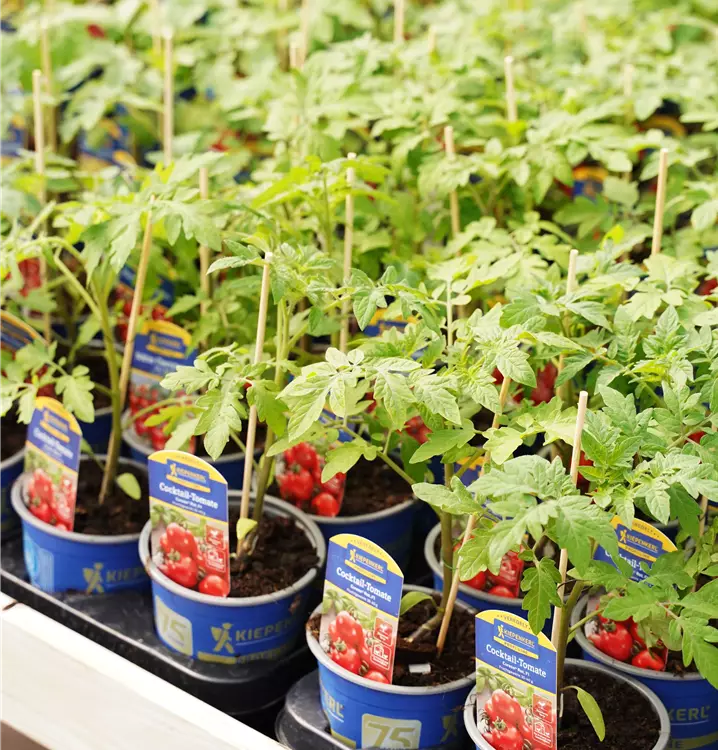 Tomaten