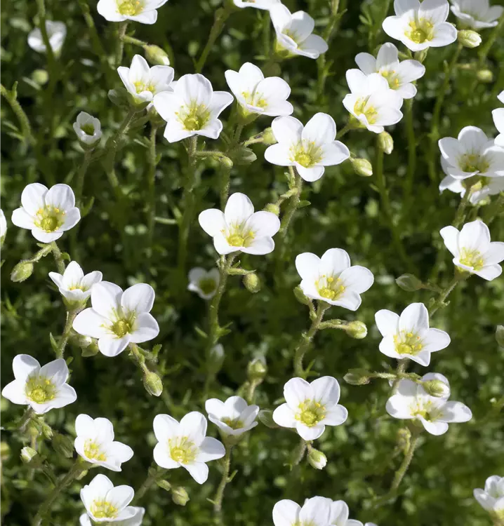 Bacopa / Sutera cordata