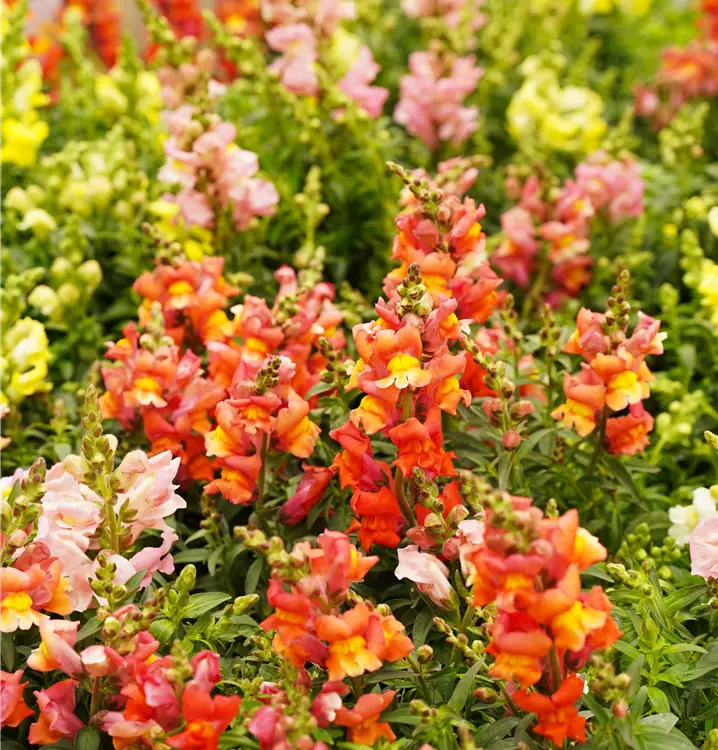 Antirrhinum majus