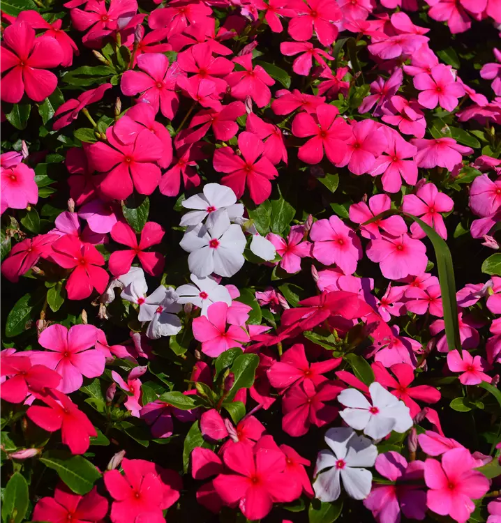 Impatiens neuguinea