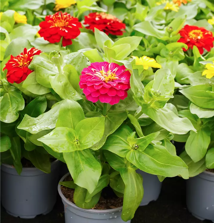 Zinnia elegans
