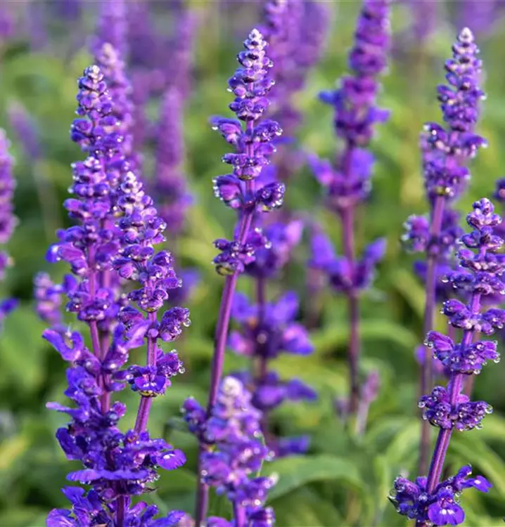 Salvia farinacea 