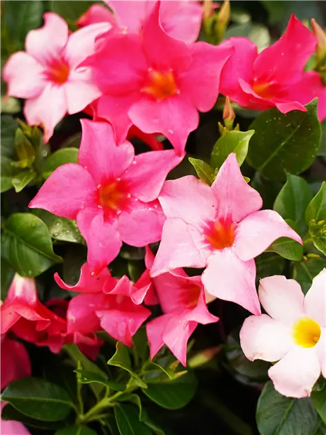 Dipladenia