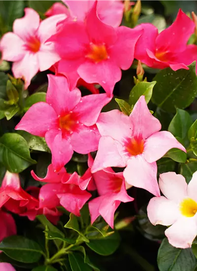 Dipladenia