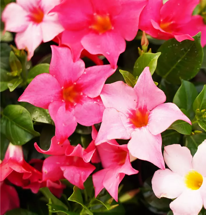 Mandevilla