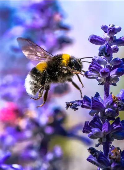 Bienenfreundliche Stauden
