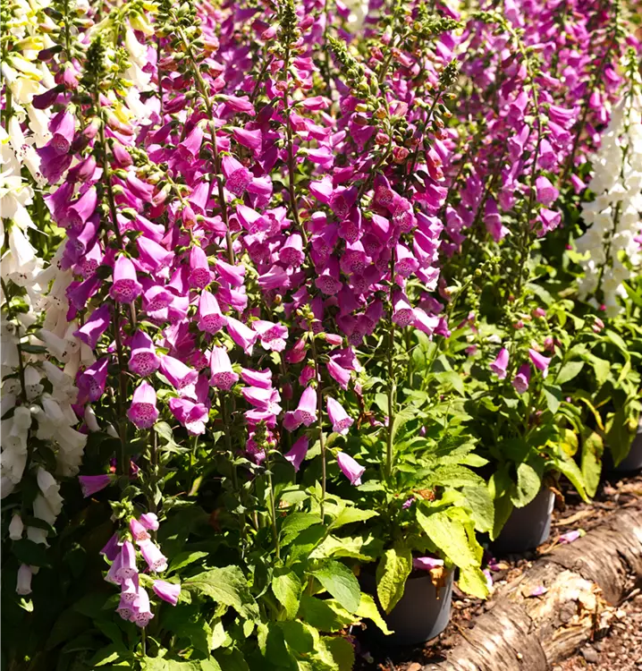 Digitalis purpurea 