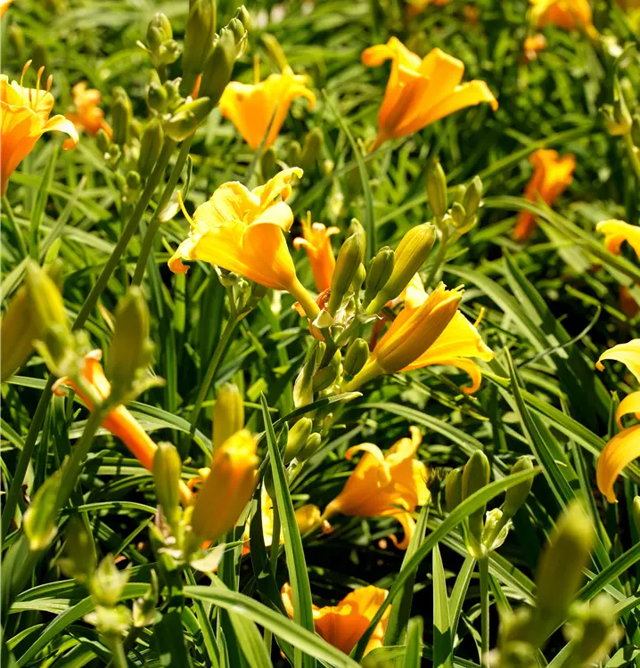 Hemerocallis x cult. 'Stelle de Oro'