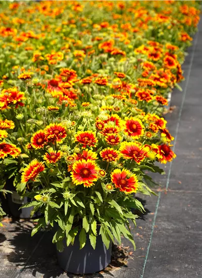 Kokardenblumen