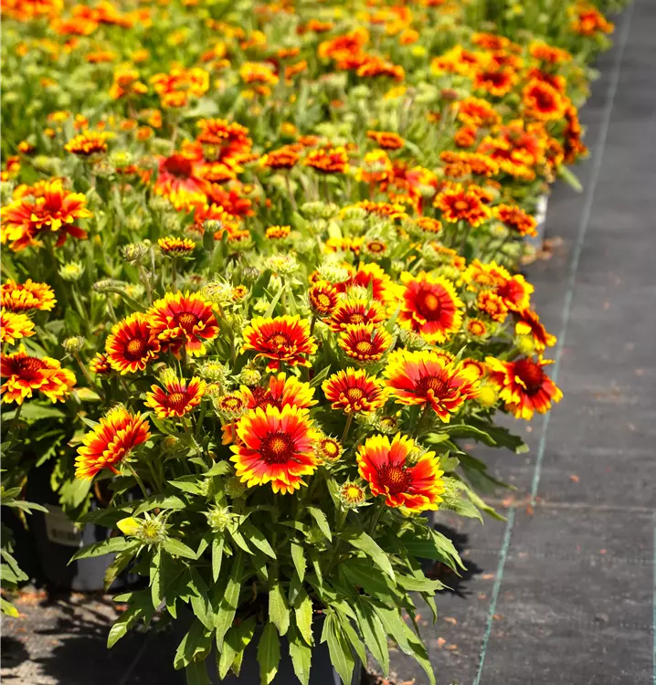 Gaillardia × grandiflora 'Arizona Sun' 
