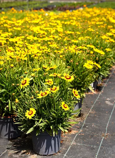 Coreopsis