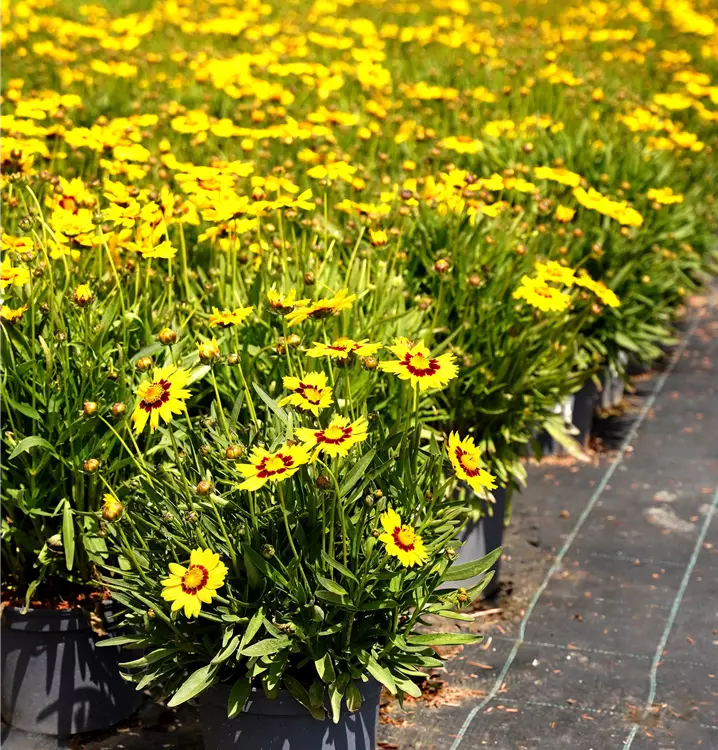 Coreopsis grandiflora 'SunKiss' 