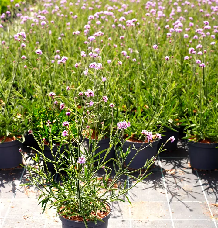 Verbena bonariensis 'Lollipop'