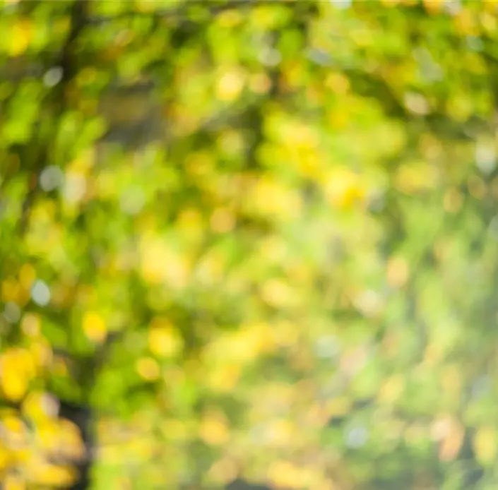 blurred-green-leaves-of-spring-background-for-colo-2026-03-26-11-35-32-utc.jpg