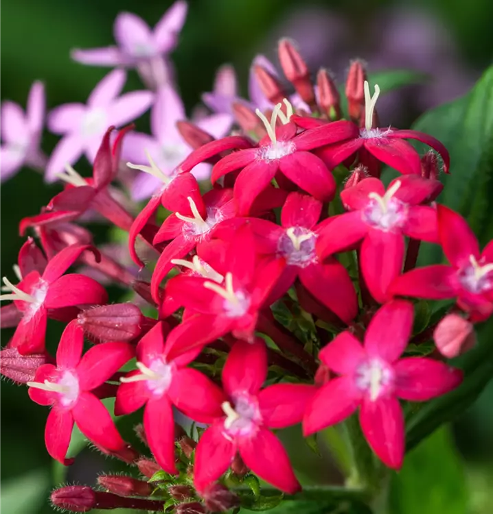 Pentas