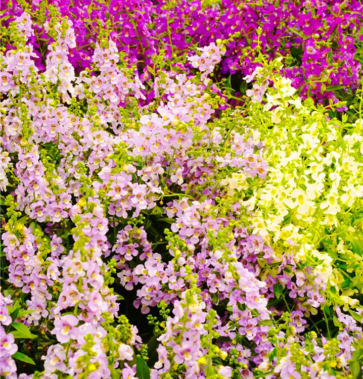 Angelonia angustifolia