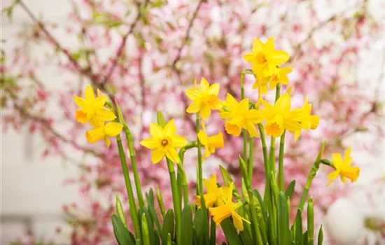 Kleiner Garten – machen Sie ihn groß Kleiner Garten – machen Sie ihn groß