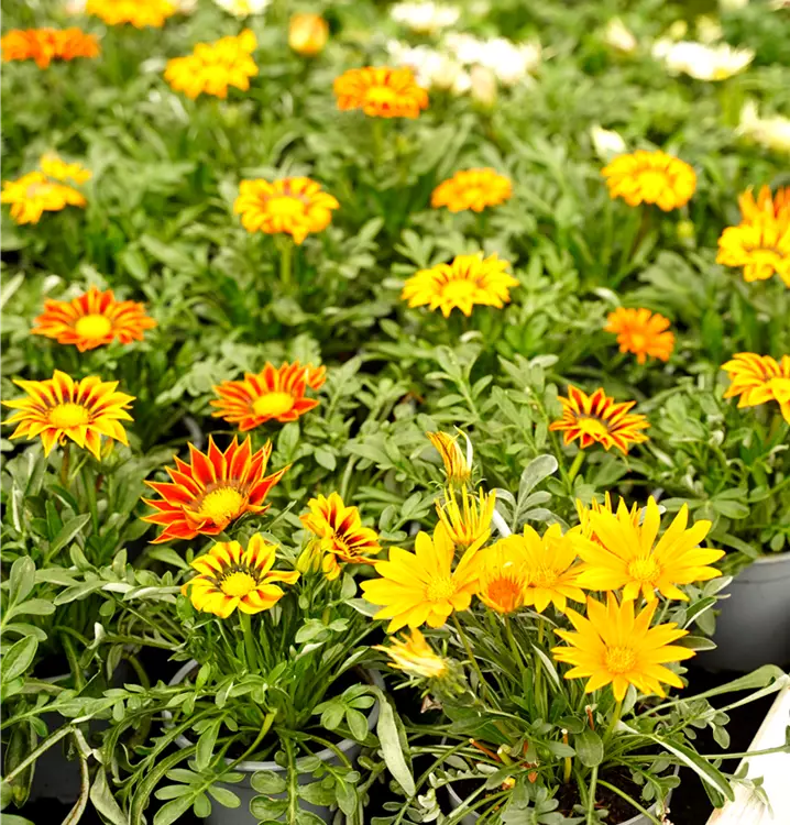 Gazania rigens