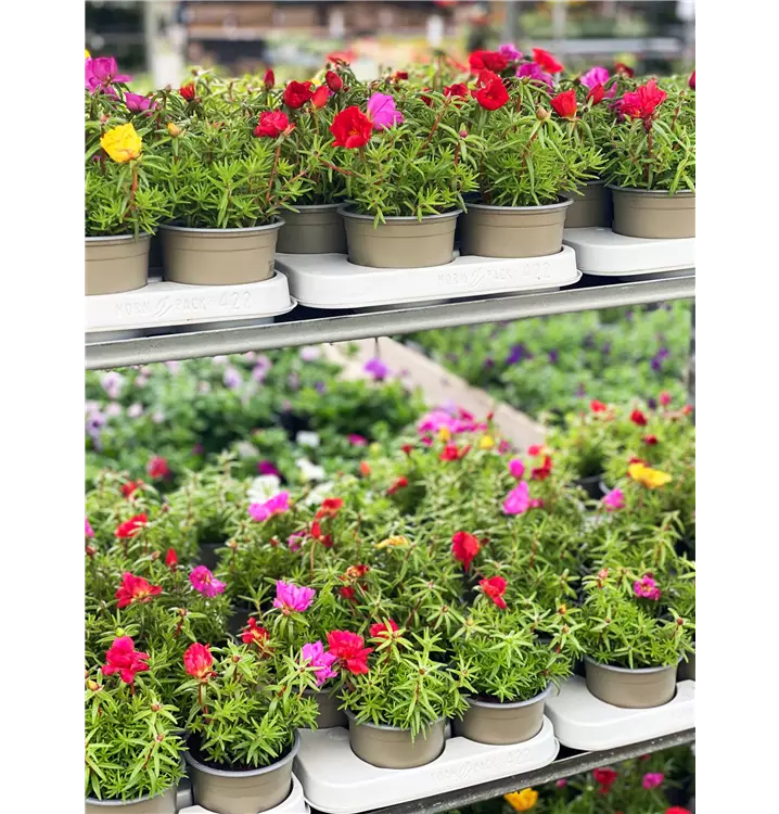Portulaca grandiflora