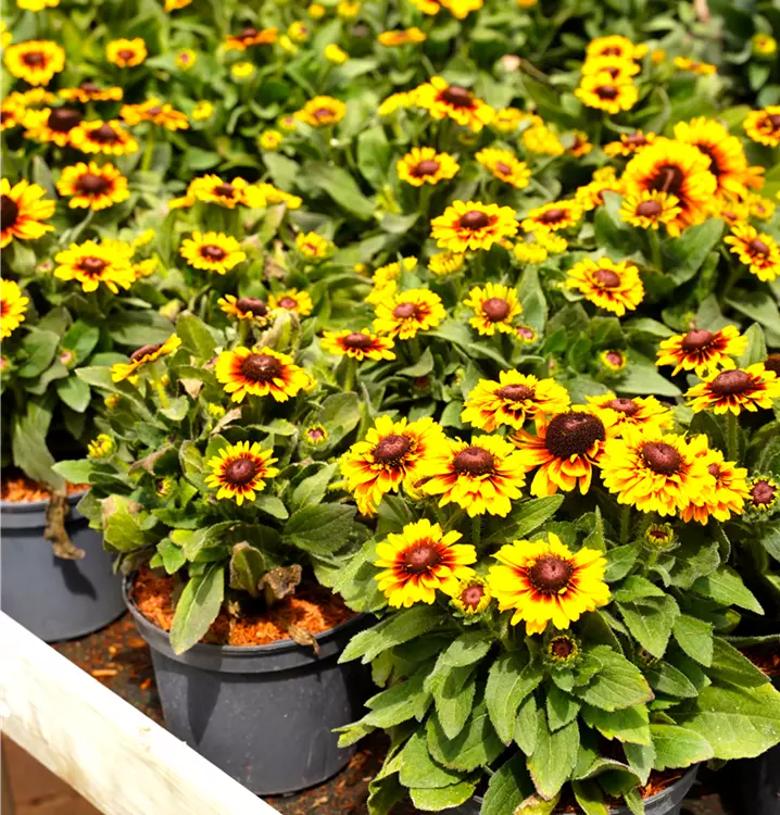 Rudbeckia hirta 'Toto'