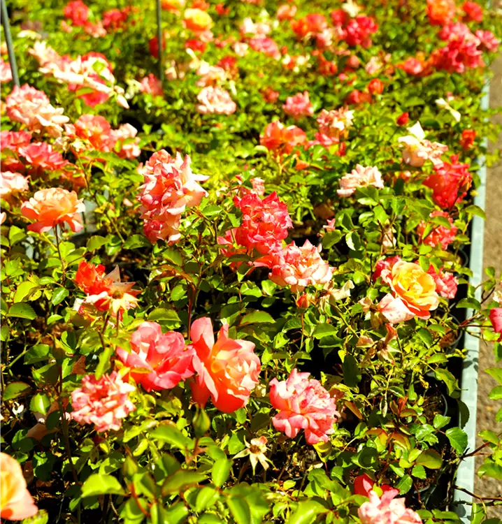 Rosa in Sorten