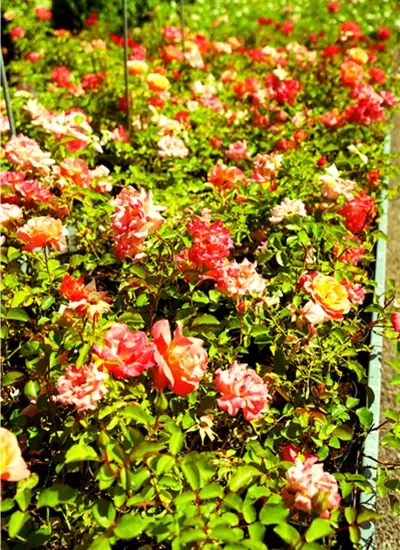 Bodendeckerrosen 