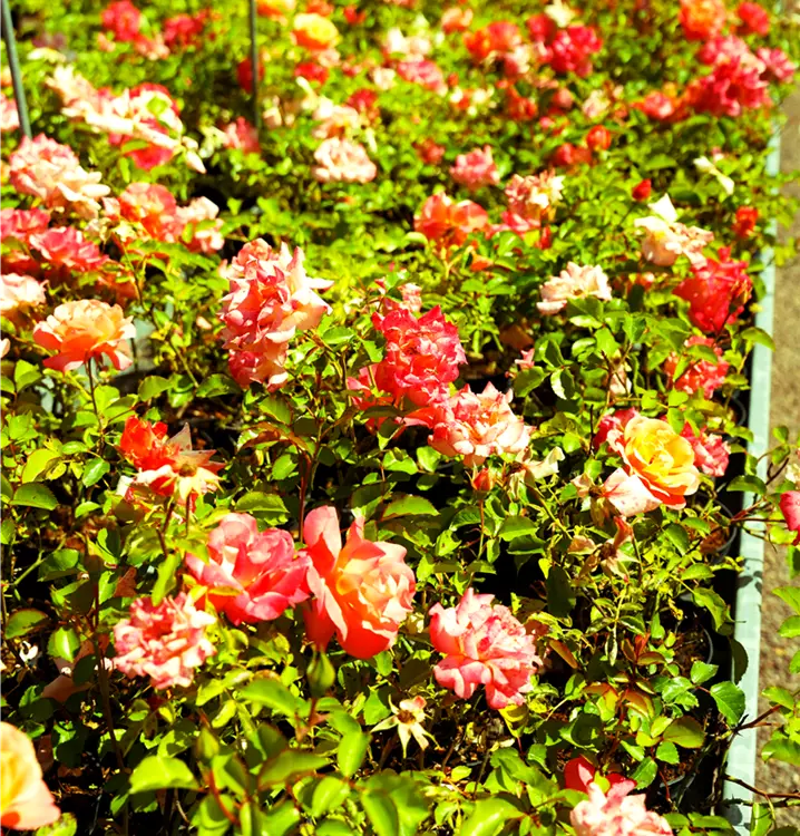 Rosa in Sorten